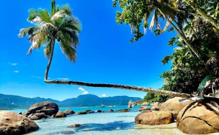 Playa de aguas turquesas con palmera en Ilha Grande